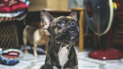 Close-up portrait of a dog looking away at home