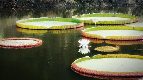 Close-up of lotus water lily in lake