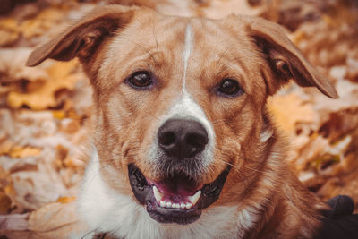 Close-up portrait of dog relaxing by fallen autumn leaves on field