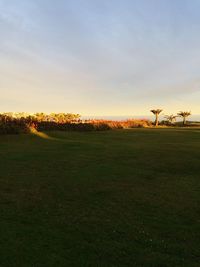 Scenic view of grassy field against sky