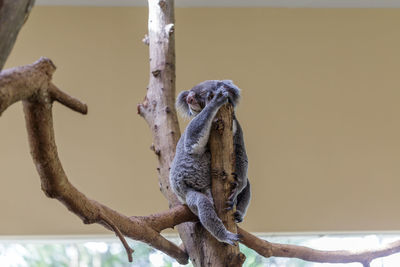 Close-up of lizard on tree