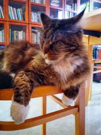 Cat looking away