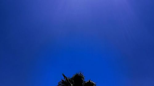 Low angle view of trees against blue sky