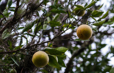 Low angle view of fruits on tree