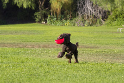 Dog running on grassy field