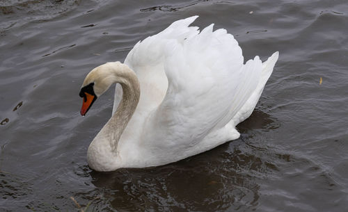 High angle view of swan in lake