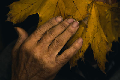 Cropped hand touching leaf at night