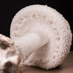 Close-up of seashell against black background