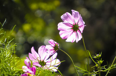 Close-up of pink cosmos flower