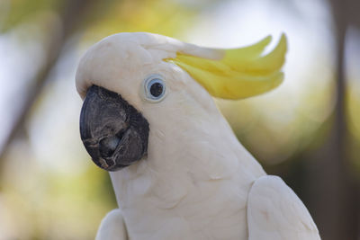 Close-up of cockatoo