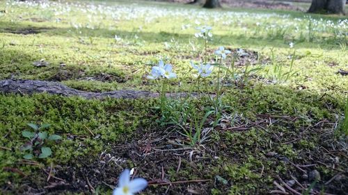 Flowers growing in field