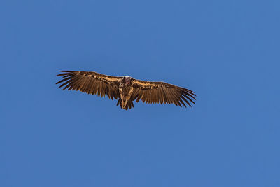 Low angle view of eagle flying in sky