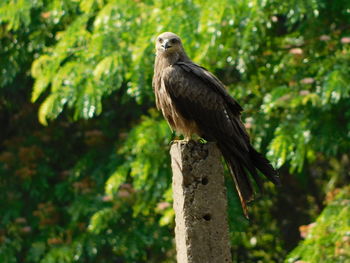 Bird perching on wooden post