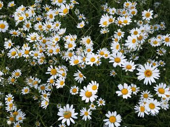 Close-up of white daisy flowers on field