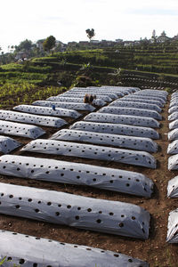 Plantation covered with plastic mulch with holes for vegetable seeds