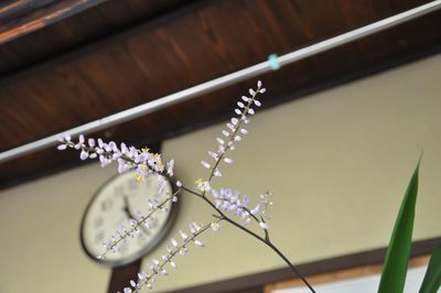 High angle view of flowering plant