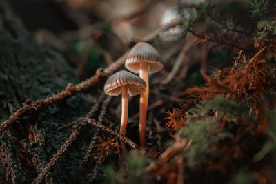 Close-up of mushroom growing on field