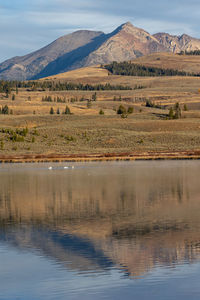 Swans swimming in a lake in yellowstone with beautiful mountain reflection