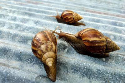 Close-up of snail