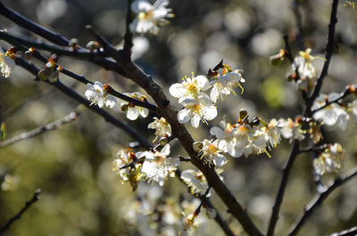 Close-up of apple blossoms in spring