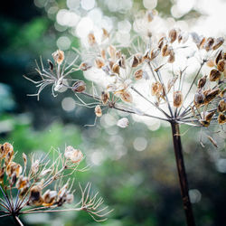 Close-up of flowers