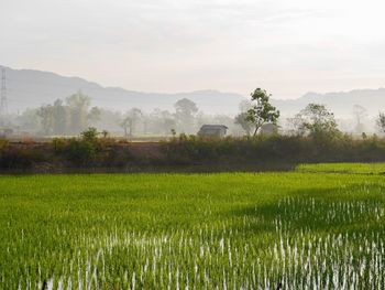 Scenic view of agricultural field against sky