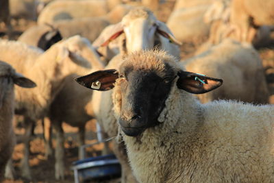 Close-up of an animal on field