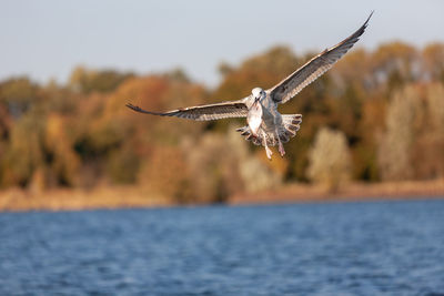 Seagull in flight with a fish in its beak.