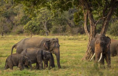 Elephant family walking on field