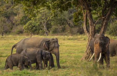 Elephant in a forest