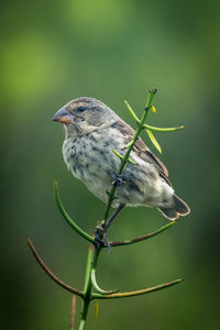 Vegetarian finch on branch with green background