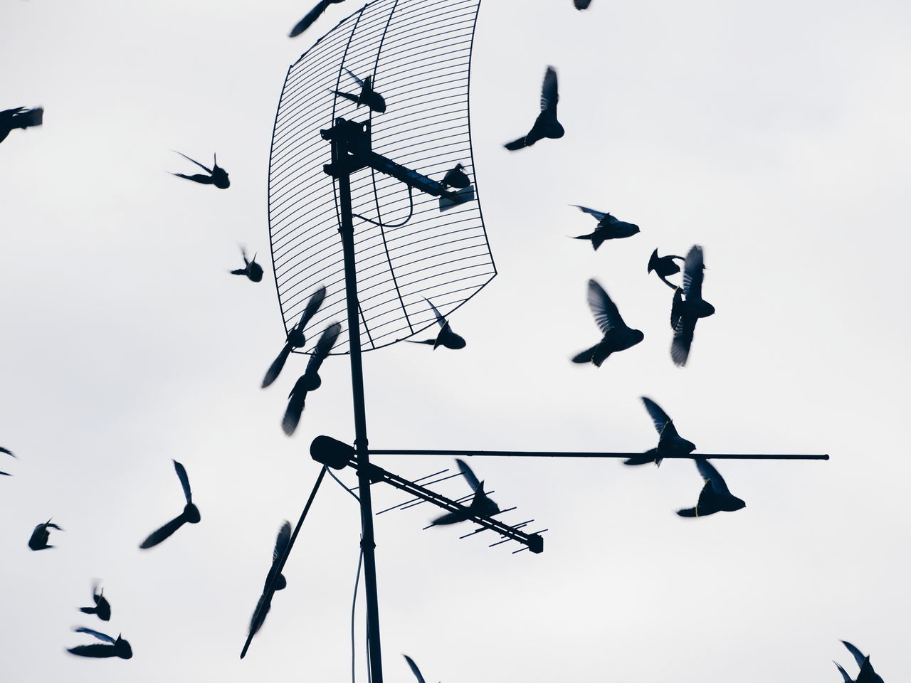 low angle view, bird, sky, flying, no people, animal themes, animals in the wild, large group of animals, clear sky, day, animal wildlife, outdoors, weather vane, television aerial, flock of birds, antenna - aerial, technology, telecommunications equipment, nature