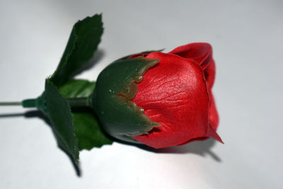 Close-up of red rose against white background