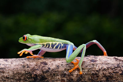 Frogs walking on tree branches