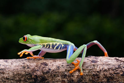 Close-up of lizard on leaf