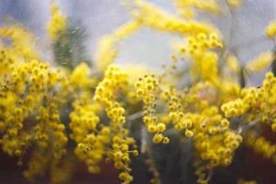 Close-up of yellow flowers on field