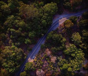 High angle view of trees in forest