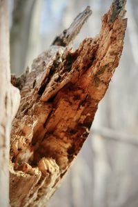 Close-up of dead tree trunk