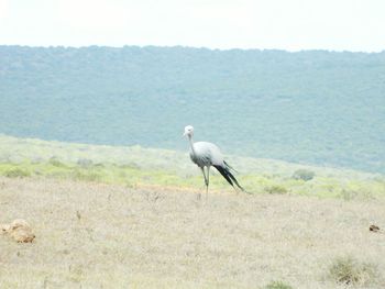 Bird perching on grass against sky