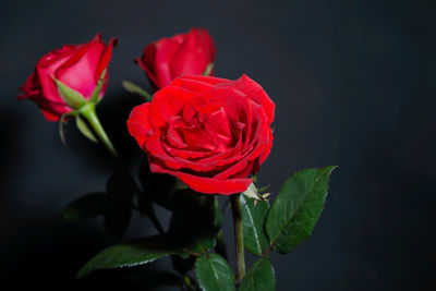 Close-up of red rose