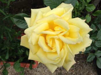 Close-up of yellow rose