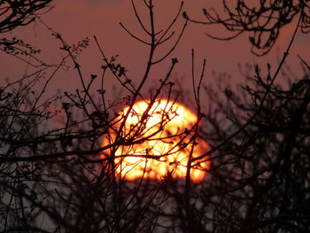 Silhouette bare tree against orange sky