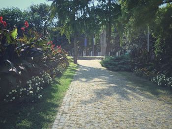 Narrow walkway along trees