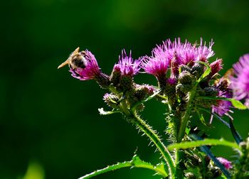 Close-up of thistles blooming outdoors