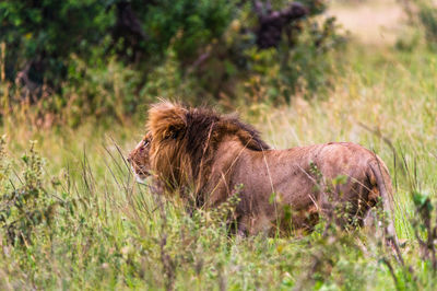 Lion in grass