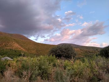 Scenic view of field against sky