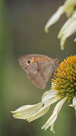 Close-up of butterfly pollinating flower