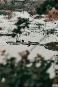 High angle view of wet plants by lake