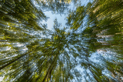 Low angle view of trees against sky