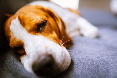 Close-up of a dog sleeping